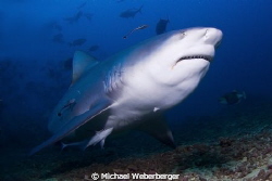 This view makes every diver's heart beat faster ... by Michael Weberberger 